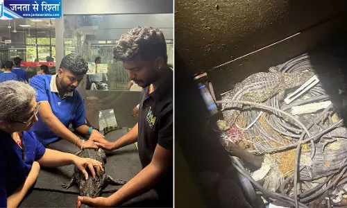 आरे मेट्रो कॉम्प्लेक्स के बिजली डक्ट में मिला मगरमच्छ, रेस्क्यू कर सुरक्षित निकाला गया आरे मेट्रो कॉम्प्लेक्स के बिजली डक्ट में मिला मगरमच्छ, रेस्क्यू कर सुरक्षित निकाला गया
