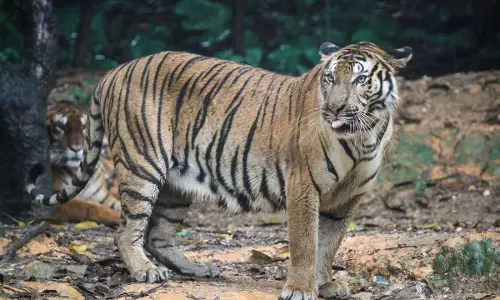घास काटने गई महिला पर बाघ ने किया हमला, पंजे से चेहरा नोंचा; मौके पर मौत घास काटने गई महिला पर बाघ ने किया हमला, पंजे से चेहरा नोंचा; मौके पर मौत