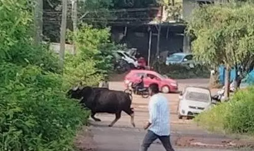 गौर हरवलेम, सांखली के आवासीय क्षेत्र में देखा गया गौर हरवलेम, सांखली के आवासीय क्षेत्र में देखा गया