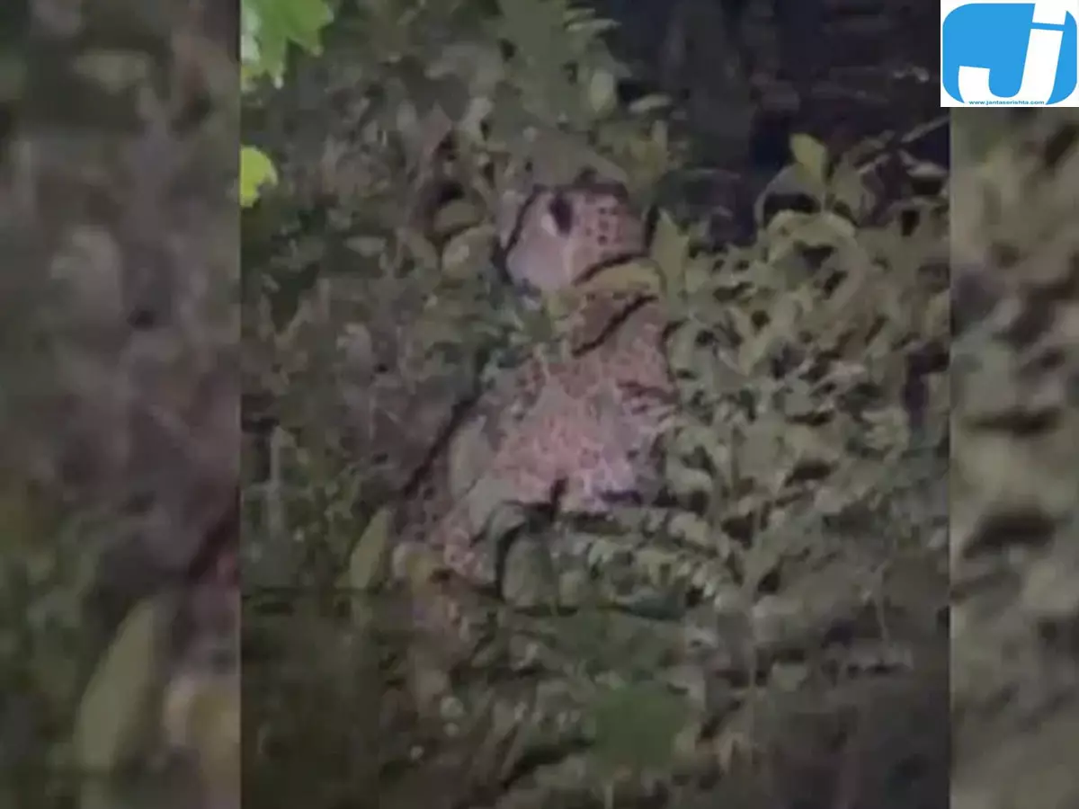शेरगढ़ में फिर दिखे दो गुलदार ग्रामीणों में दहशत शेरगढ़ में फिर दिखे दो गुलदार ग्रामीणों में दहशत