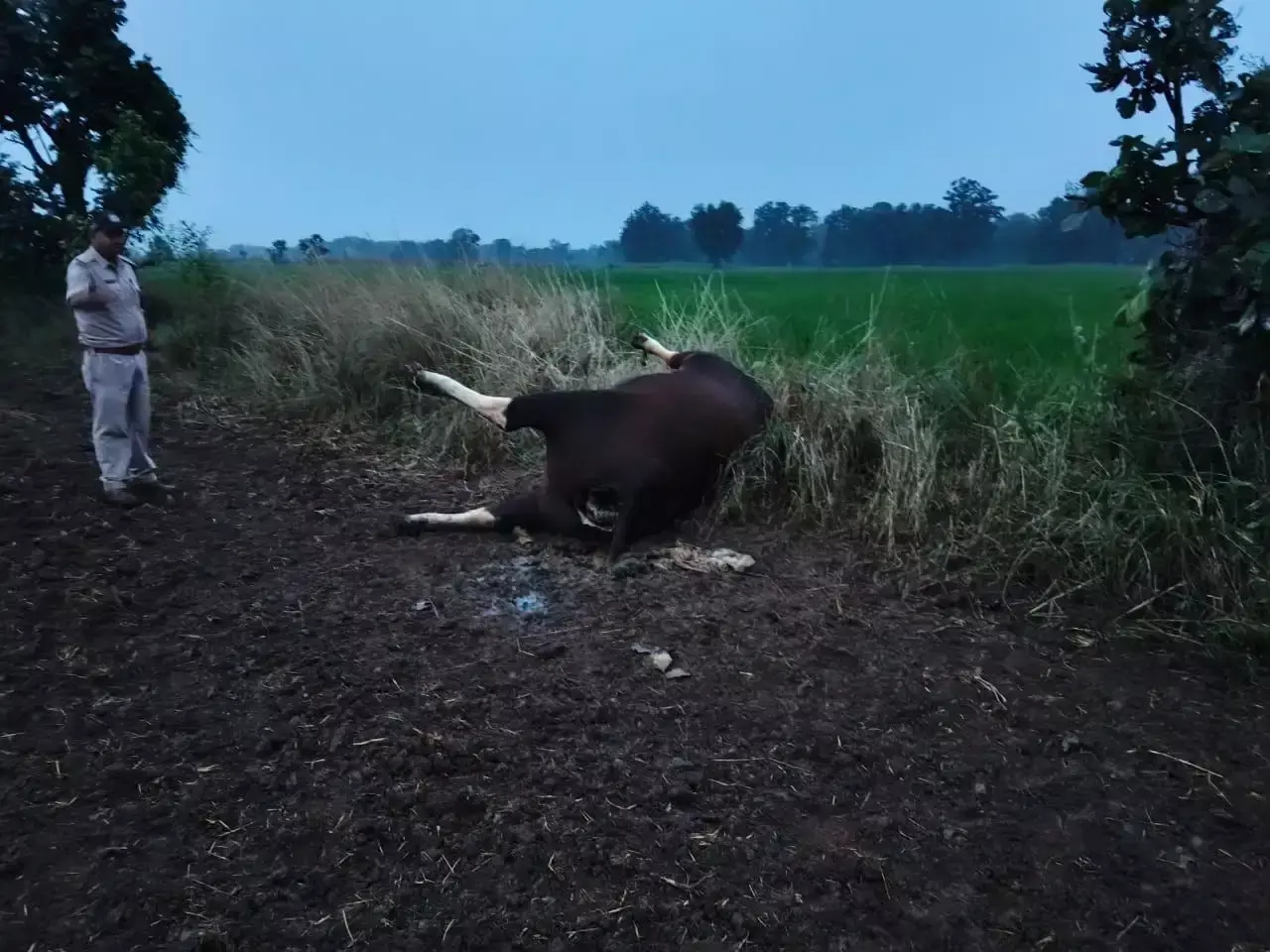 करंट बिछाकर मादा गौर का शिकार करने के आरोप में दो गिरफ्तार करंट बिछाकर मादा गौर का शिकार करने के आरोप में दो गिरफ्तार