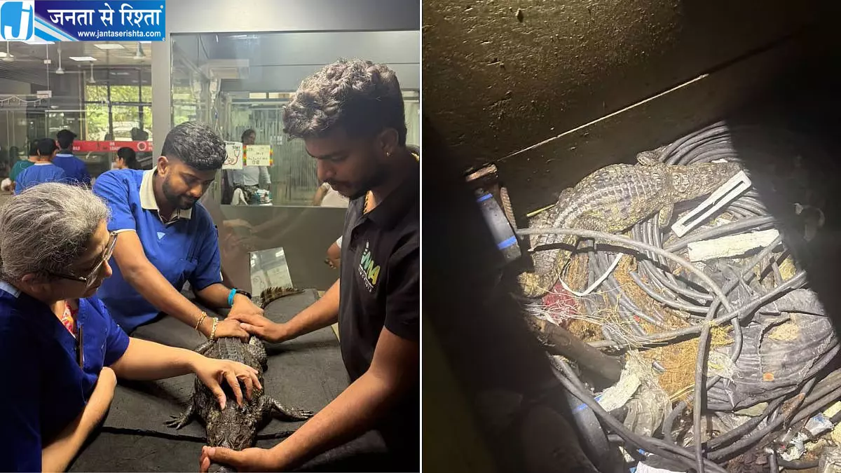 आरे मेट्रो कॉम्प्लेक्स के बिजली डक्ट में मिला मगरमच्छ, रेस्क्यू कर सुरक्षित निकाला गया आरे मेट्रो कॉम्प्लेक्स के बिजली डक्ट में मिला मगरमच्छ, रेस्क्यू कर सुरक्षित निकाला गया