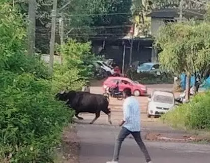 गौर हरवलेम, सांखली के आवासीय क्षेत्र में देखा गया गौर हरवलेम, सांखली के आवासीय क्षेत्र में देखा गया