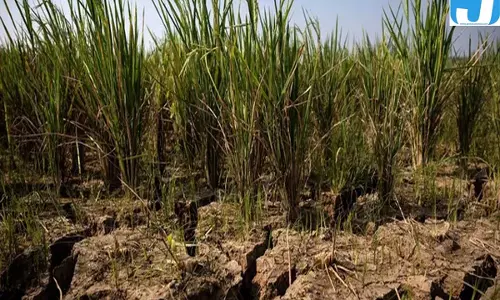 सुपर अल नीनो का बड़ा खतरा अगले 6 महीने में 4.50 लाख मौतों का दावा
