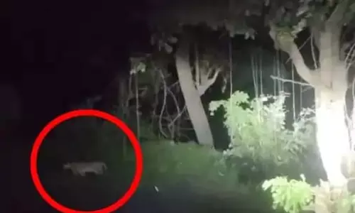 शहर के करीब दिखे दो तेंदुए, वायरल VIDEO से दहशत