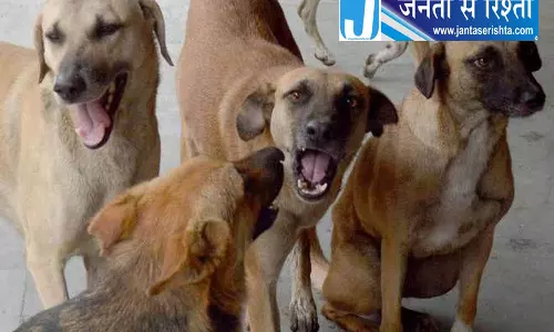 हिमाचल में कुत्तों के काटने की घटनाएं बनी चुनौती