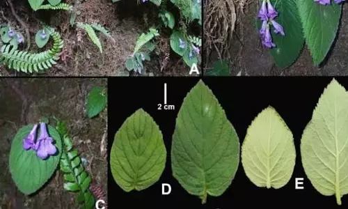 असम के वैज्ञानिक की अगुवाई में अरुणाचल में खोजी गई बेगोनिया प्रजाति