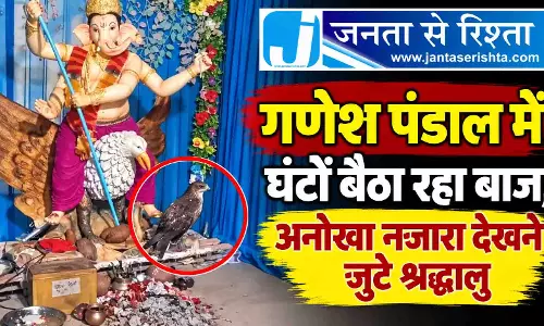 गणेश पंडाल में घंटों बैठा रहा बाज, अनोखा नजारा देखने जुटे श्रद्धालु