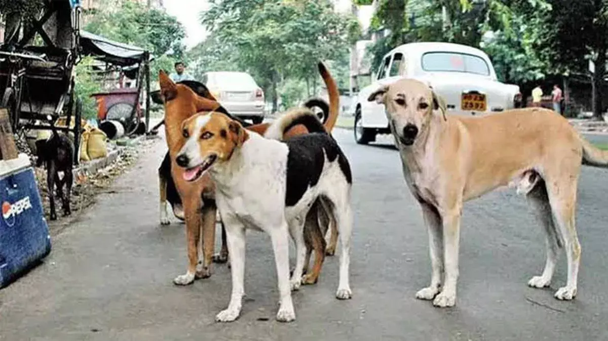 आवारा कुत्तों का खौफ: मानवाधिकार आयोग ने प्रशासन से जवाब मांगा आवारा कुत्तों का खौफ: मानवाधिकार आयोग ने प्रशासन से जवाब मांगा