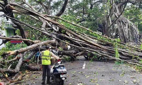 तेज हवाओं के बीच NH-516 पर गिरा विशाल बरगद, छत्रपुर-गोपालपुर मार्ग पर यातायात बाधित