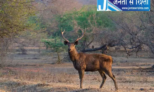 डोनल गांव में नर सांभर का शिकार