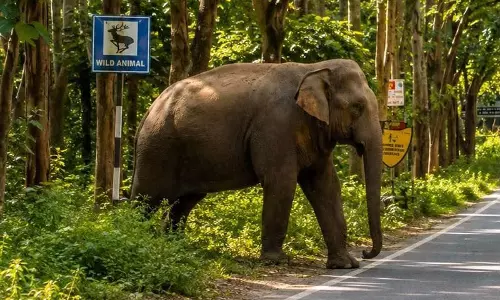 हरियाणा के कालेसर राष्ट्रीय उद्यान में 1 अक्टूबर से जंगल सफारी फिर से शुरू होगी हरियाणा के कालेसर राष्ट्रीय उद्यान में 1 अक्टूबर से जंगल सफारी फिर से शुरू होगी