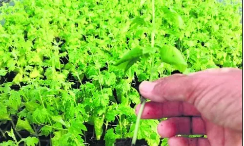 सिरसा के किसान ने फसल चक्र तोड़ा, सालाना 10 लाख सब्जियों की पौध उगाई