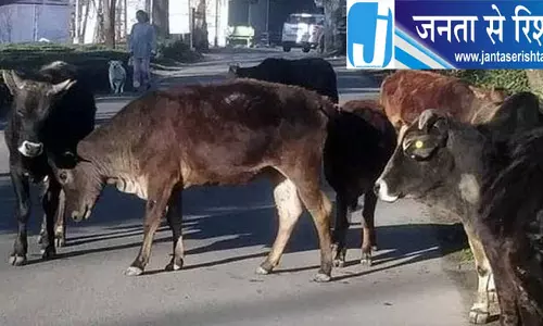 इंदौरा में आवारा सांड के हमले में सात घायल, जवाली में एक घायल इंदौरा में आवारा सांड के हमले में सात घायल, जवाली में एक घायल