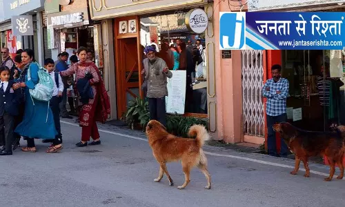 शिमला में आवारा कुत्तों पर बड़ा कदम शिमला में आवारा कुत्तों पर बड़ा कदम