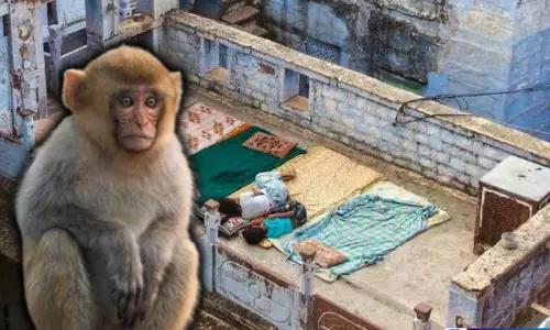 छत और बालकनी से बंदरों को कैसे रखें दूर जानें 10 आसान टिप्स छत और बालकनी से बंदरों को कैसे रखें दूर जानें 10 आसान टिप्स