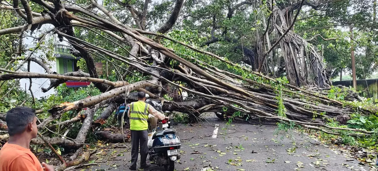 तेज हवाओं के बीच NH-516 पर गिरा विशाल बरगद, छत्रपुर-गोपालपुर मार्ग पर यातायात बाधित तेज हवाओं के बीच NH-516 पर गिरा विशाल बरगद, छत्रपुर-गोपालपुर मार्ग पर यातायात बाधित