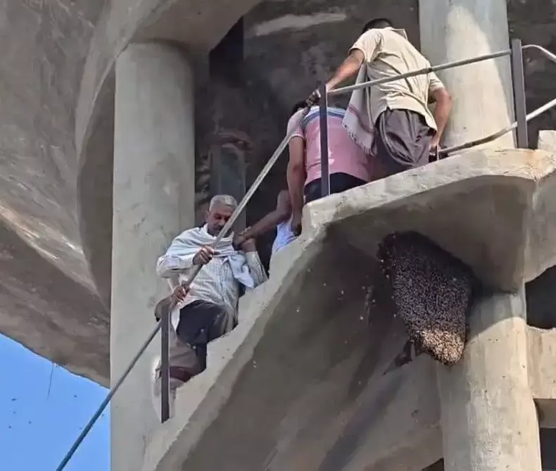 युवक को सुरक्षित उतारने पहुंची पुलिस पर मधुमक्खियों ने किया हमला युवक को सुरक्षित उतारने पहुंची पुलिस पर मधुमक्खियों ने किया हमला