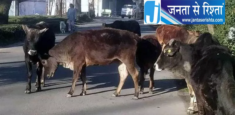 इंदौरा में आवारा सांड के हमले में सात घायल, जवाली में एक घायल इंदौरा में आवारा सांड के हमले में सात घायल, जवाली में एक घायल