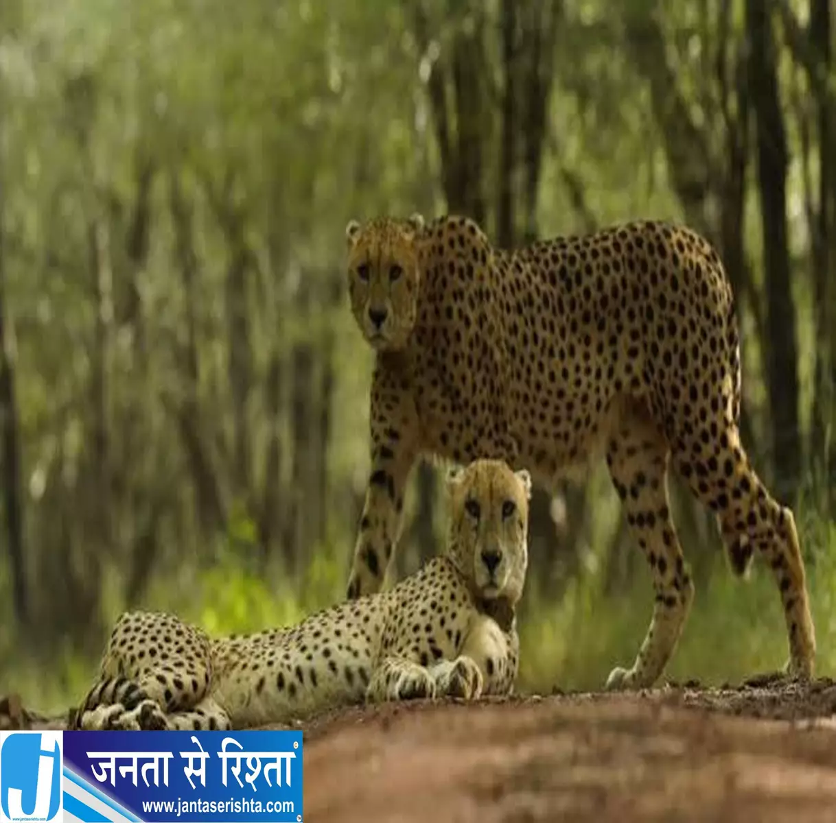 कूनो में चीता सफारी का इंतजार खत्म जानें बुकिंग और समय कूनो में चीता सफारी का इंतजार खत्म जानें बुकिंग और समय