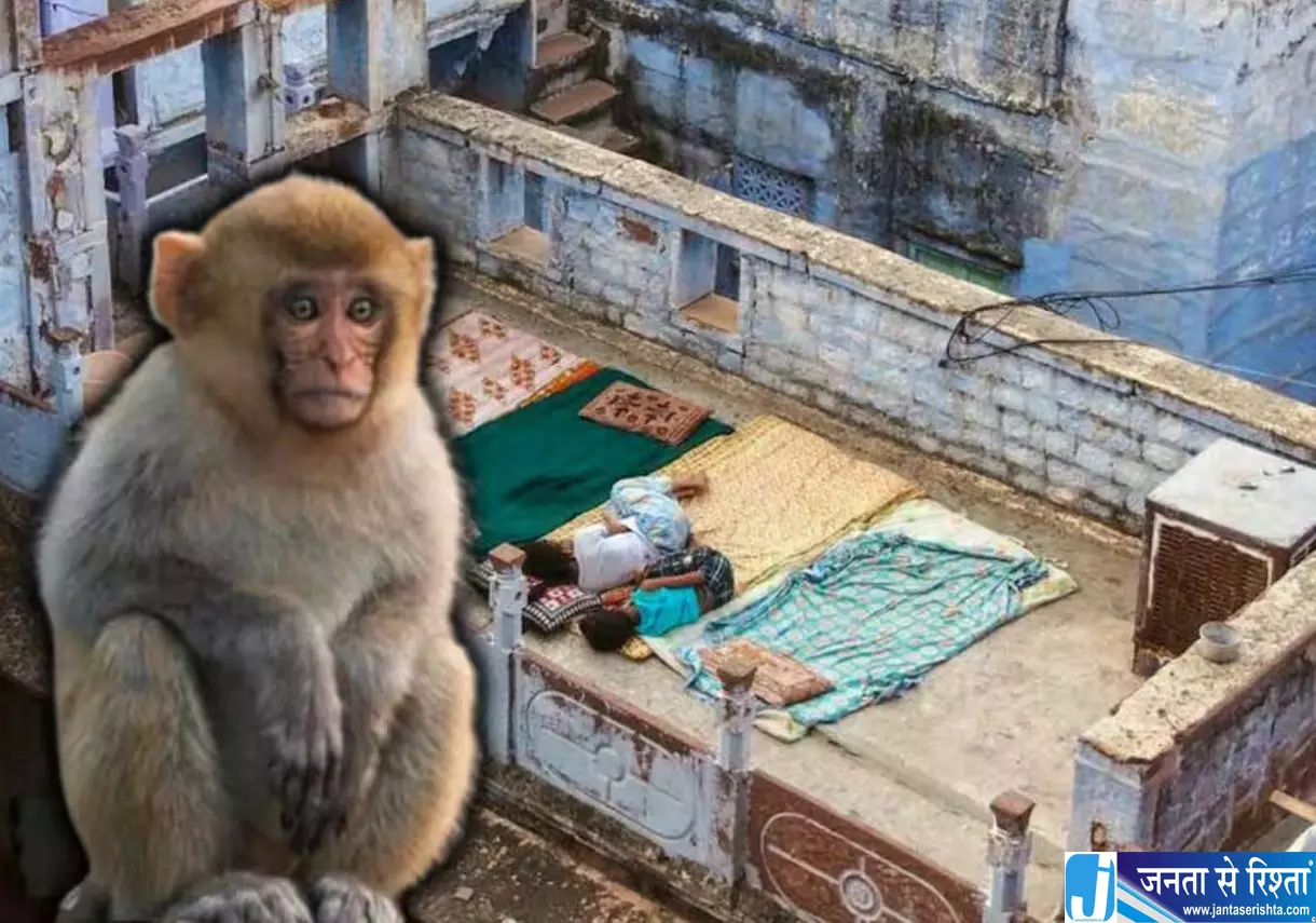 छत और बालकनी से बंदरों को कैसे रखें दूर जानें 10 आसान टिप्स छत और बालकनी से बंदरों को कैसे रखें दूर जानें 10 आसान टिप्स