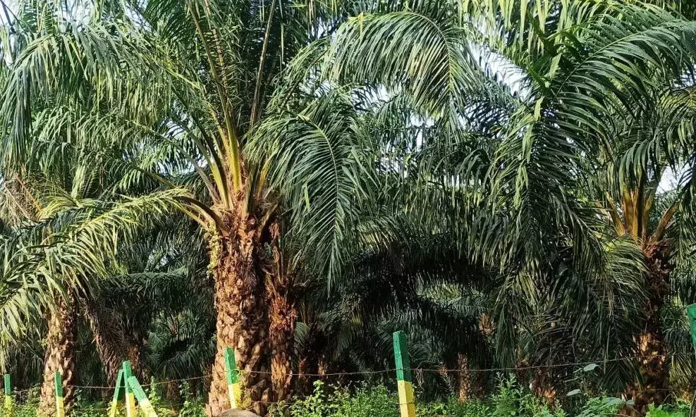 Andhra: ऑयल पाम किसानों ने पाम ऑयल आयात शुल्क में कटौती का विरोध किया Andhra: ऑयल पाम किसानों ने पाम ऑयल आयात शुल्क में कटौती का विरोध किया