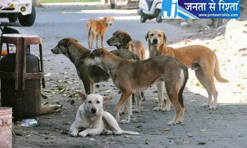 आवारा कुत्तों के हमले में 15 लोग घायल आवारा कुत्तों के हमले में 15 लोग घायल
