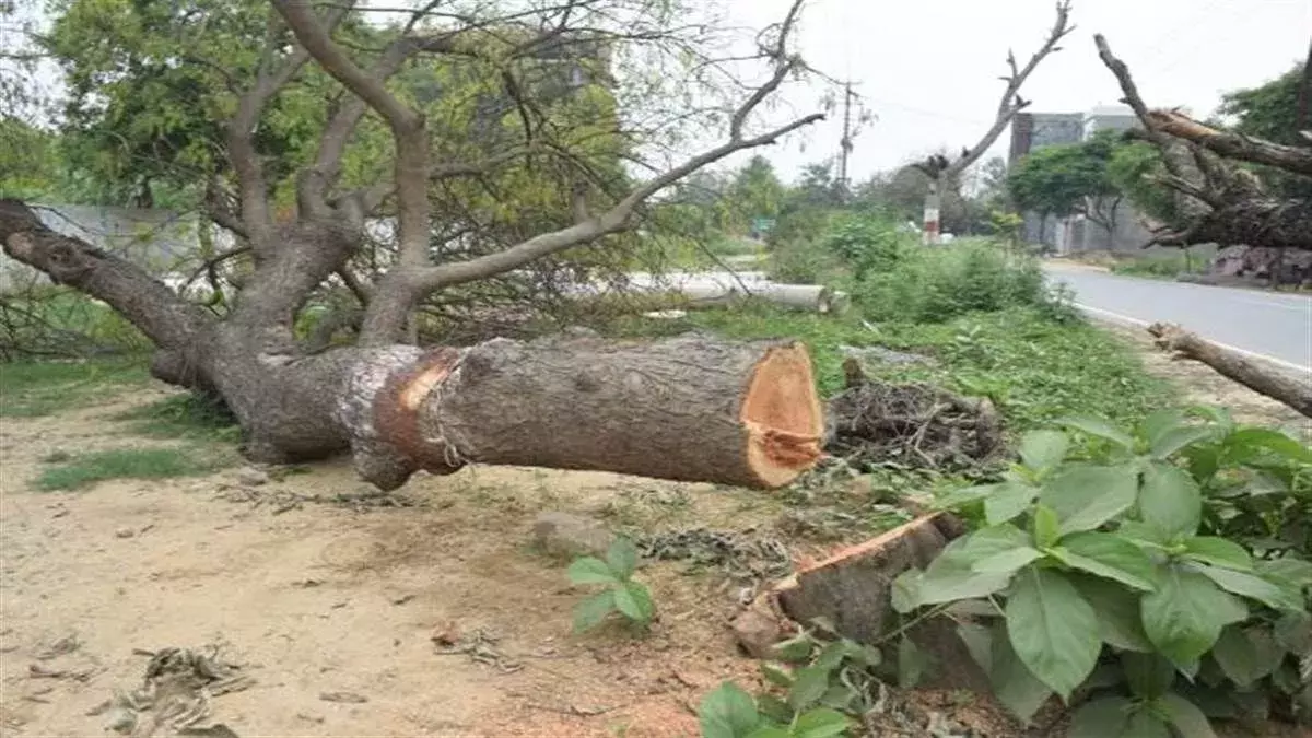 कथलचारी झड़प के बाद वन विभाग के हलफनामे पर उठे सवाल