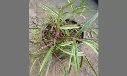 वैज्ञानिकों ने खोजी पौधों की नई प्रजाति टेट्राटेनियम मणिपुरेंस