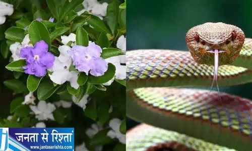 रात की रानी और सांप का क्या है कनेक्शन रात की रानी और सांप का क्या है कनेक्शन