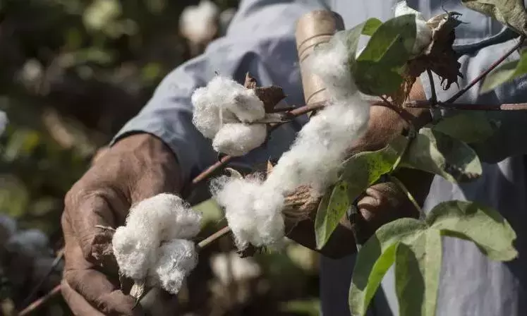 Telangana: बारिश की कमी के बीच आदिलाबाद के किसान खड़ी फसलों को लेकर चिंतित हैं Telangana: बारिश की कमी के बीच आदिलाबाद के किसान खड़ी फसलों को लेकर चिंतित हैं