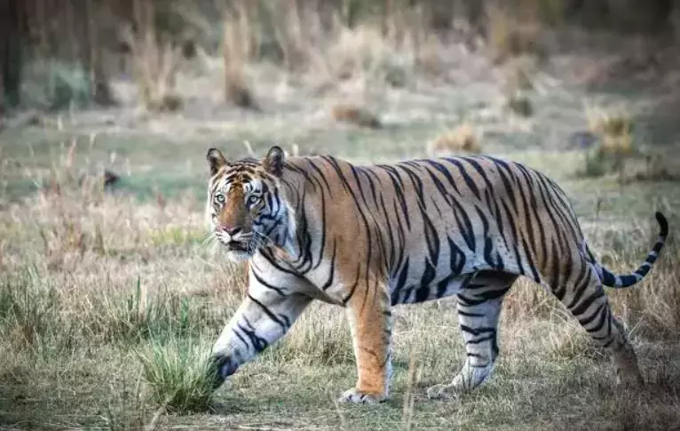 विकाराबाद: गौशाला में बाघ ने गाय पर हमला किया, ग्रामीणों में दहशत विकाराबाद: गौशाला में बाघ ने गाय पर हमला किया, ग्रामीणों में दहशत