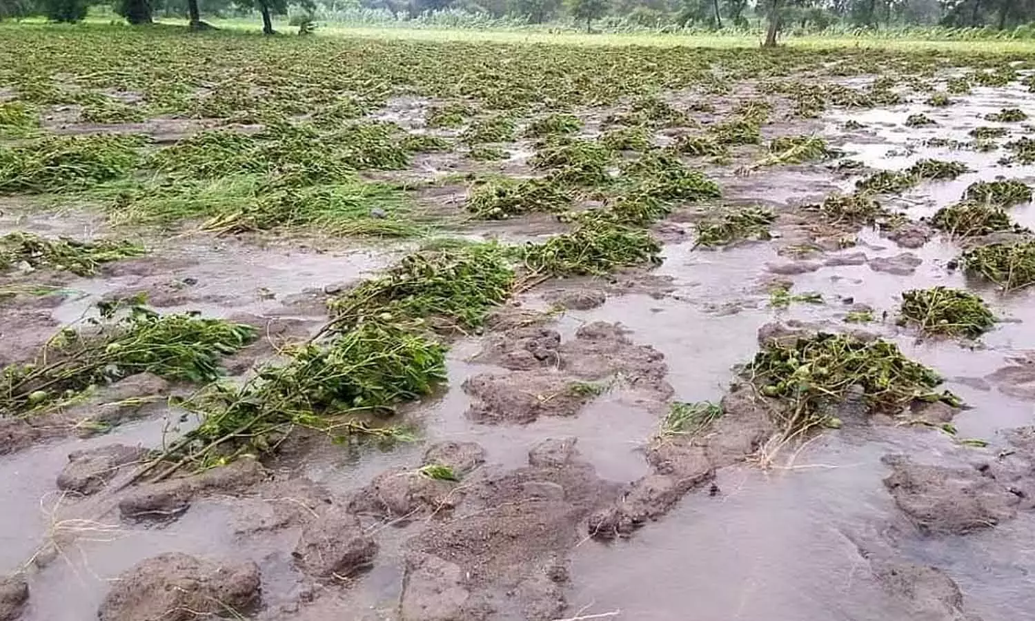 प्रारंभिक फसल बाढ़ रिपोर्ट: पूरे एपी में 43,800 हेक्टेयर से अधिक फसलें जलमग्न हो गईं
