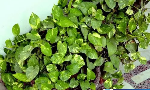 मनी प्लांट की ग्रोथ के लिए अपनाएं ये स्टेप्स पौधा बनेगा घना