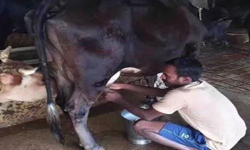 योहिनापाली के नीलाम्बर की बदली जिंदगी, 10 से बढ़कर 65 लीटर हुआ दूध उत्पादन