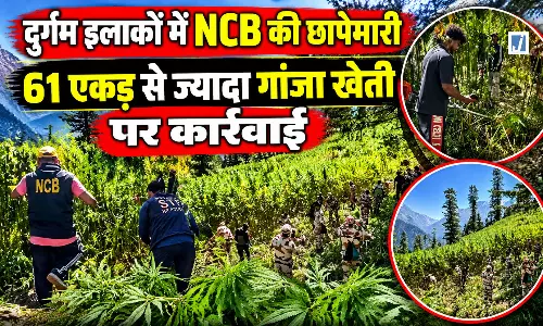 BREAKING : NCB का बड़ा एक्शन, 61 एकड़ में फैली अवैध गांजा खेती तबाह