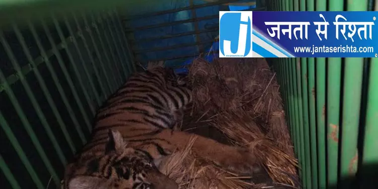 सिमिलिपाल में शावक की सेहत बेहतर सिमिलिपाल में शावक की सेहत बेहतर