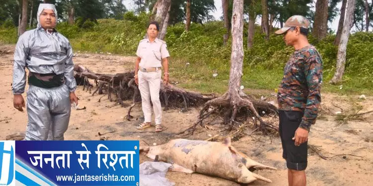 ओडिशा के बालेश्वर में दो डॉल्फ़िन मृत पाई गईं ओडिशा के बालेश्वर में दो डॉल्फ़िन मृत पाई गईं
