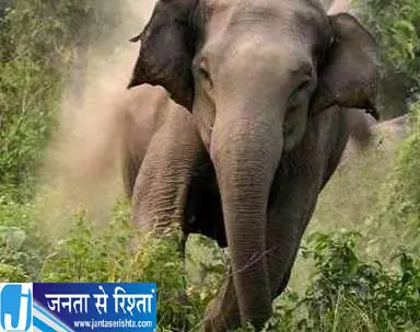 हाथियों के हमले से दो लोगों की जान गई हाथियों के हमले से दो लोगों की जान गई