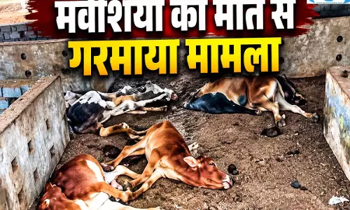 अस्थायी गौठान में मवेशियों की मौत, दो दिन में 20 से ज्यादा पशुओं की मौत का दावा अस्थायी गौठान में मवेशियों की मौत, दो दिन में 20 से ज्यादा पशुओं की मौत का दावा