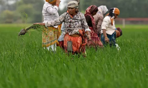 उत्तराखंड में परती जमीन पर होगी जंगली जड़ी-बूटियों की खेती, 5000 वन पंचायतों को जोड़ने की तैयारी