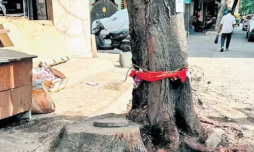 बेंगलुरु में पेड़ में छेद कर जहर डालने का आरोप, विजयनगर मामले में FIR दर्ज