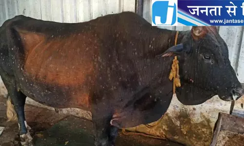हरियाणा में मवेशियों में गांठदार त्वचा रोग के 10 मामलों की पुष्टि हरियाणा में मवेशियों में गांठदार त्वचा रोग के 10 मामलों की पुष्टि