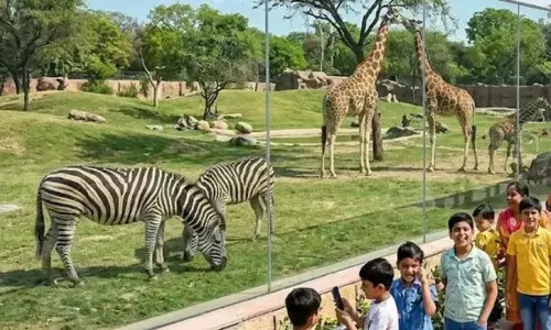 8 दिन तक मुफ्त रहेगी चिड़ियाघर एंट्री