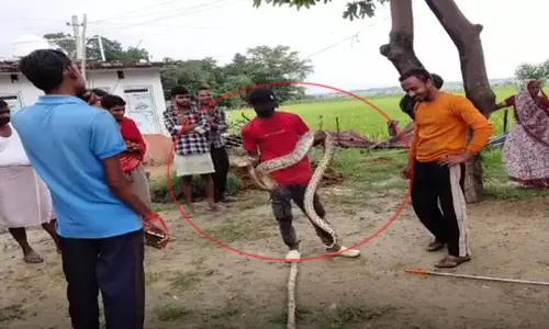12 फीट लंबे अजगर से दहशत, नीलगाय के बच्चे को निगला 12 फीट लंबे अजगर से दहशत, नीलगाय के बच्चे को निगला