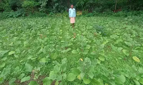 राष्ट्रीय कृषि विकास योजना के अंतर्गत ग्राफ्टेड बैगन की खेती से मकरध्वज की बढ़ी आमदनी