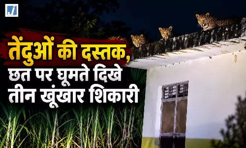 OMG! घर की छत पर तेंदुओं का कब्जा, VIDEO देखकर दहले लोग