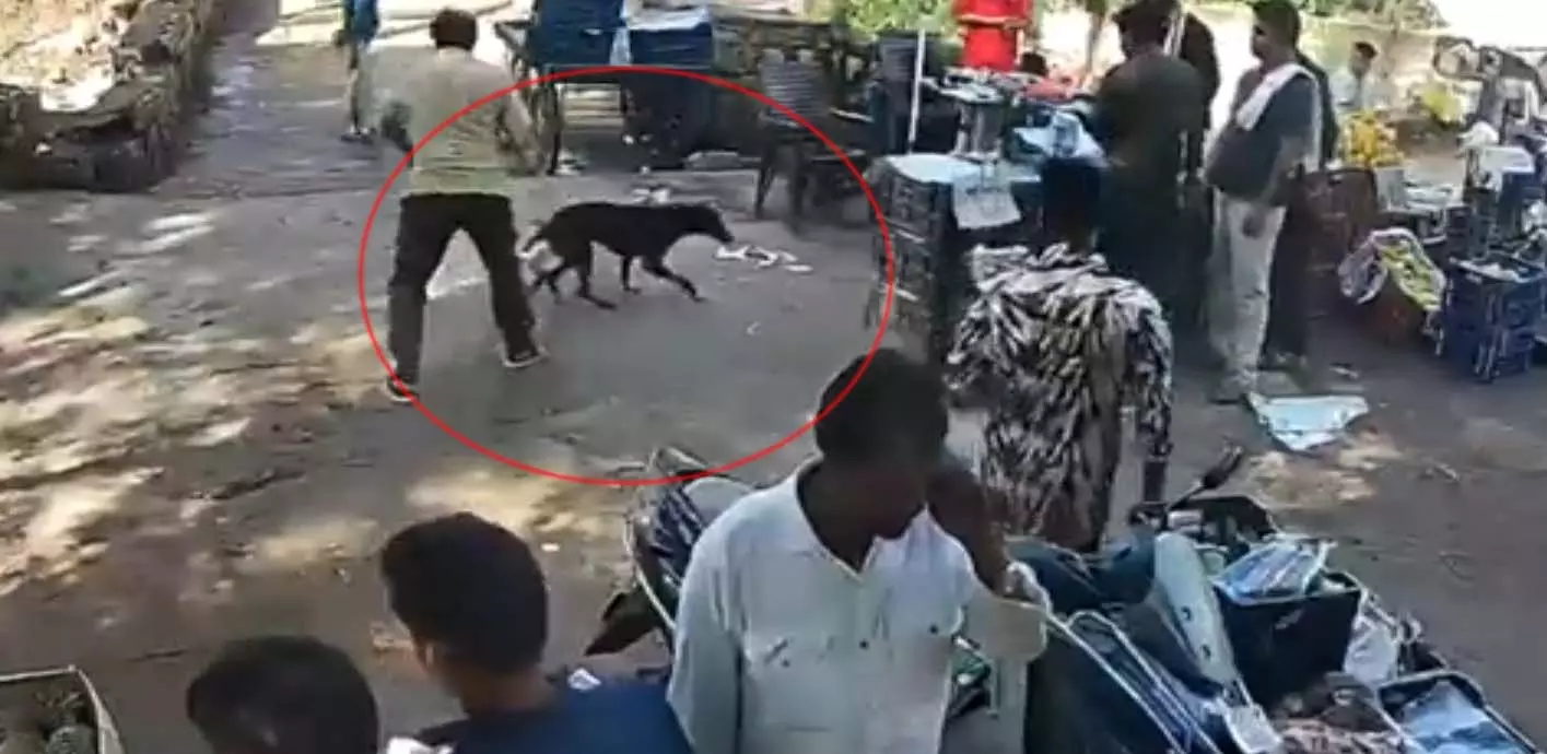काले कुत्ते का आतंक, दो चार नहीं 35 लोगों को बनाया निशाना काले कुत्ते का आतंक, दो चार नहीं 35 लोगों को बनाया निशाना