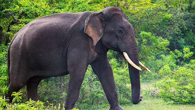 बेंगलुरु में हाथी के हमले से व्यक्ति की मौत बेंगलुरु में हाथी के हमले से व्यक्ति की मौत