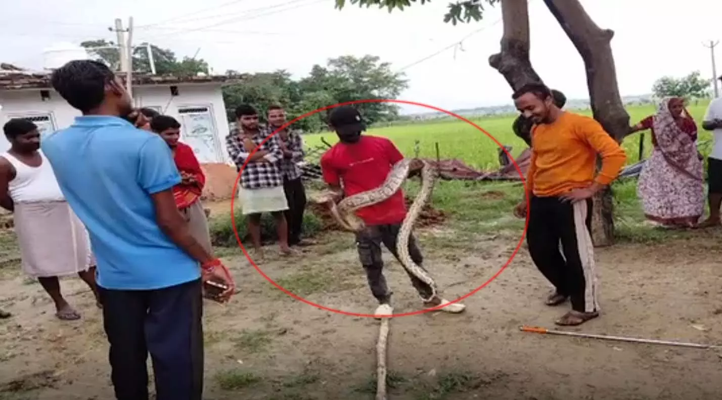12 फीट लंबे अजगर से दहशत, नीलगाय के बच्चे को निगला 12 फीट लंबे अजगर से दहशत, नीलगाय के बच्चे को निगला